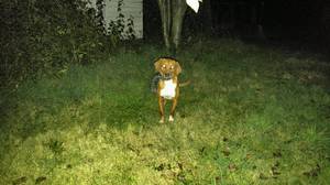 Safe Redbone Coonhound in Elkton, VA