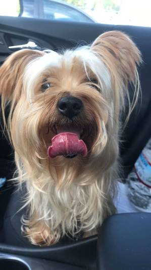 Safe Yorkshire Terrier in North Hollywood, CA