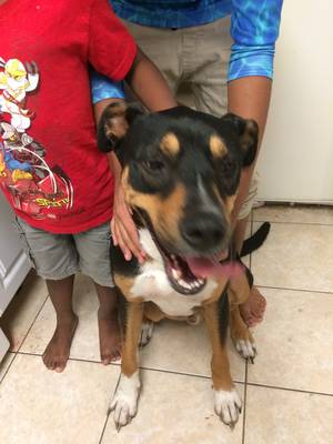 Safe Rottweiler in Holiday, FL