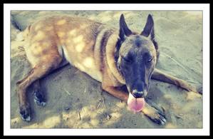 Safe Belgian Malinois in Pleasant Hill, CA