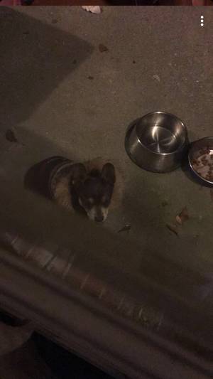 Safe Chihuahua in Cartersville, GA