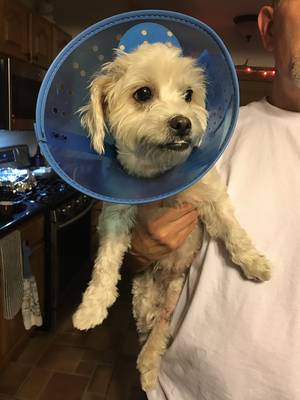 Safe Dog in Pico Rivera, CA