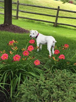 Safe Jack Russell Terrier in Pittsford, NY