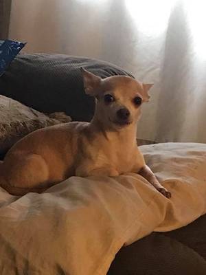 Safe Chihuahua in Manteca, CA