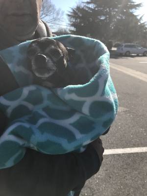 Safe Chihuahua in Hampton, VA