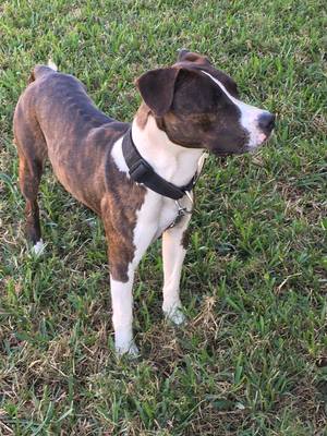 Safe American Staffordshire Terrier in Tampa, FL