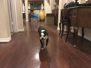 Safe French Bulldog in Camarillo, CA