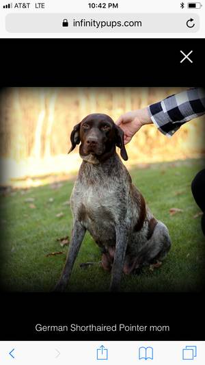 Safe German Shorthaired Pointer in Paradise, PA