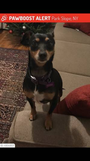 Safe Miniature Pinscher in Brooklyn, NY