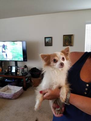 Safe Chihuahua in Humble, TX