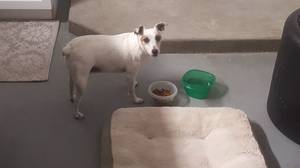 Safe Jack Russell Terrier in Palm Harbor, FL
