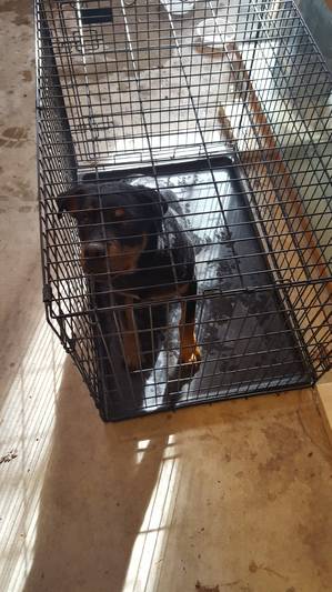 Safe Rottweiler in Jim Thorpe, PA