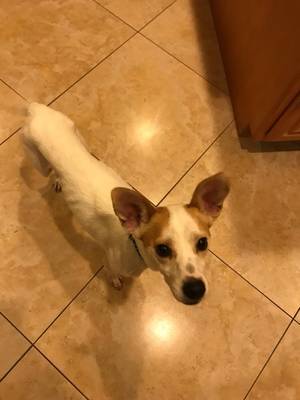 Safe Jack Russell Terrier in Adelanto, CA