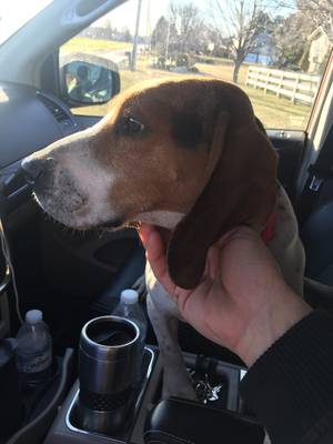 Safe Beagle in Ephrata, PA
