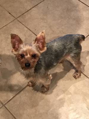 Safe Yorkshire Terrier in Lakewood, CA