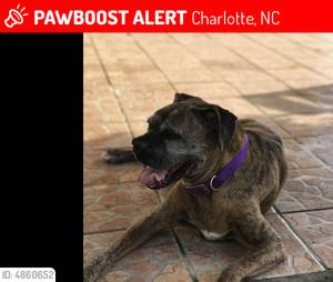 Safe Boxer in Charlotte, NC