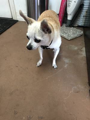 Safe Chihuahua in Boca Raton, FL