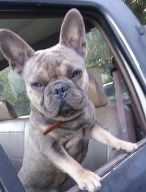 Safe French Bulldog in San Antonio, TX US