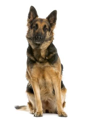 Safe German Shepherd Dog in Adelanto, CA