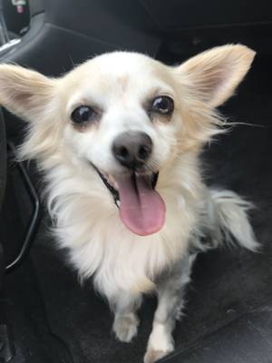 Safe Chihuahua in Colton, CA