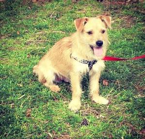 Safe Jack Russell Terrier in Jackson, MS