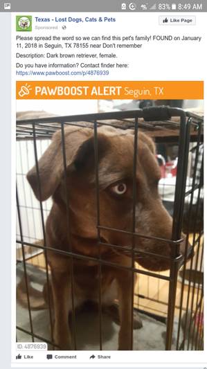 Safe Labrador Retriever in Seguin, TX