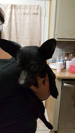 Safe Chihuahua in Moreno Valley, CA