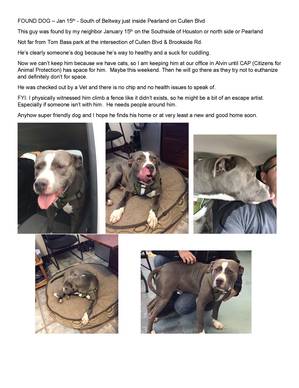 Safe Pit Bull in Pearland, TX