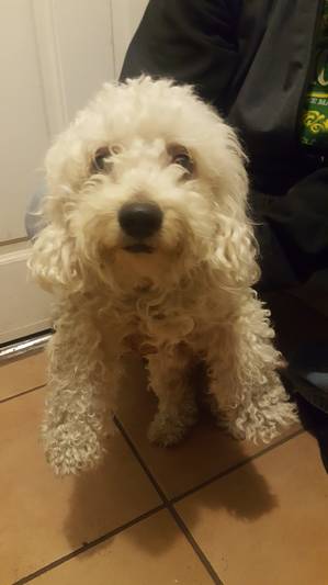Safe Poodle in Ontario, CA