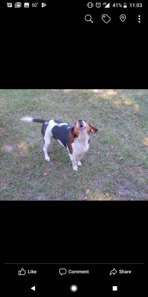 Safe Beagle in San Antonio, FL