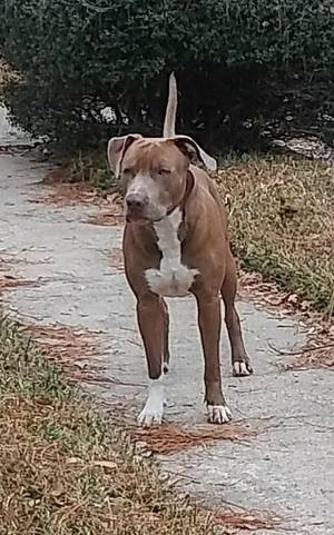 Safe Pit Bull in Cypress, TX