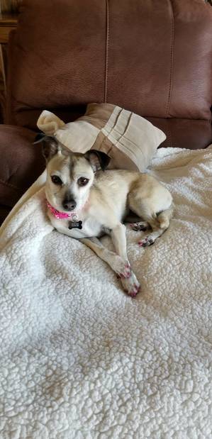 Safe Chihuahua in Palos Verdes Peninsula, CA