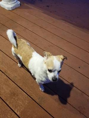 Safe Chihuahua in Lakewood, WA