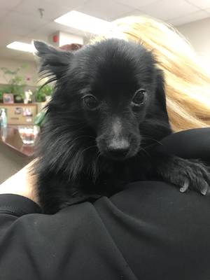 Safe Pomeranian in Norfolk, VA