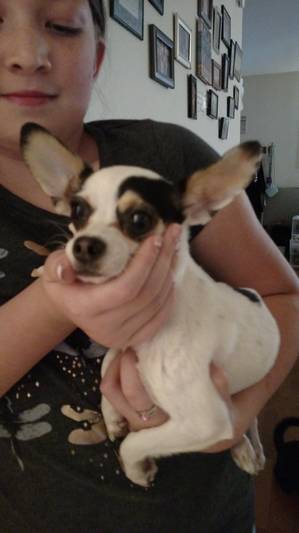 Safe Chihuahua in Loma Linda, CA