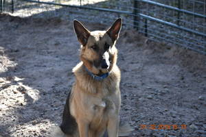 Safe German Shepherd Dog in Garwood, TX