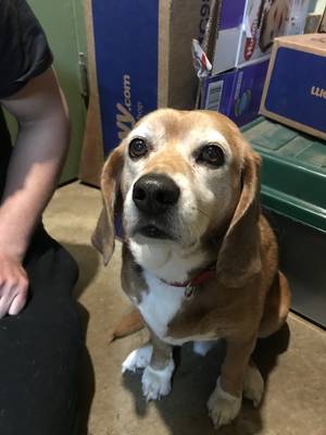 Safe Beagle in Pittsburgh, PA