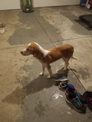 Safe Beagle in Pittsboro, IN