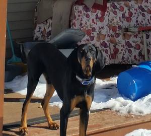 Safe Black and Tan Coonhound in Corydon, IN