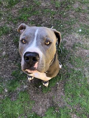 Safe Pit Bull in Agoura Hills, CA