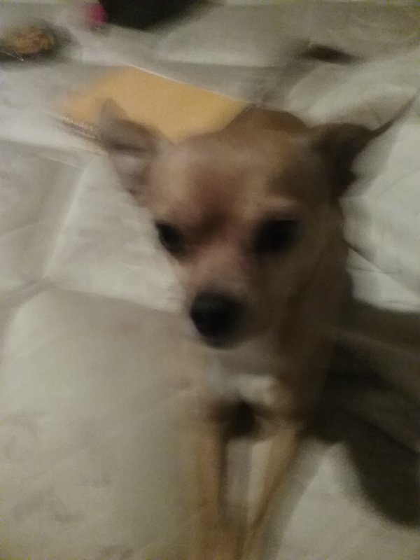 Safe Chihuahua in Maricopa, AZ