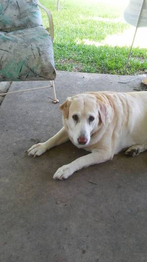 Safe Labrador Retriever in Corpus Christi, TX