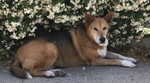 Safe German Shepherd Dog in Inglewood, CA
