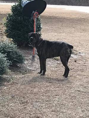 Safe Boxer in Fayetteville, NC