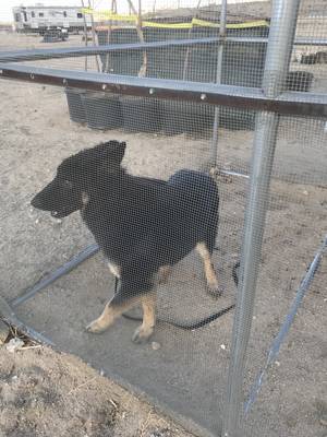Safe German Shepherd Dog in Apple Valley, CA
