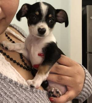 Safe Chihuahua in San Leandro, CA
