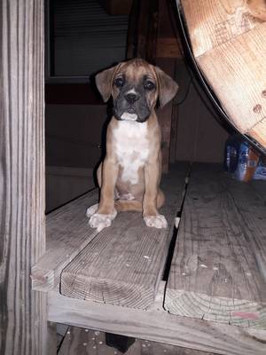 Safe Boxer in Fort Worth, TX