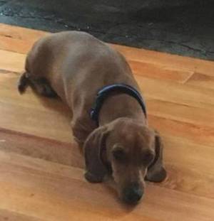 Safe Dachshund in Creswell, OR