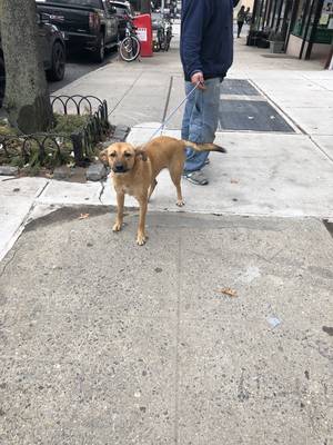 Safe Dog in Bronx, NY