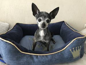 Safe Chihuahua in Lake Worth, FL